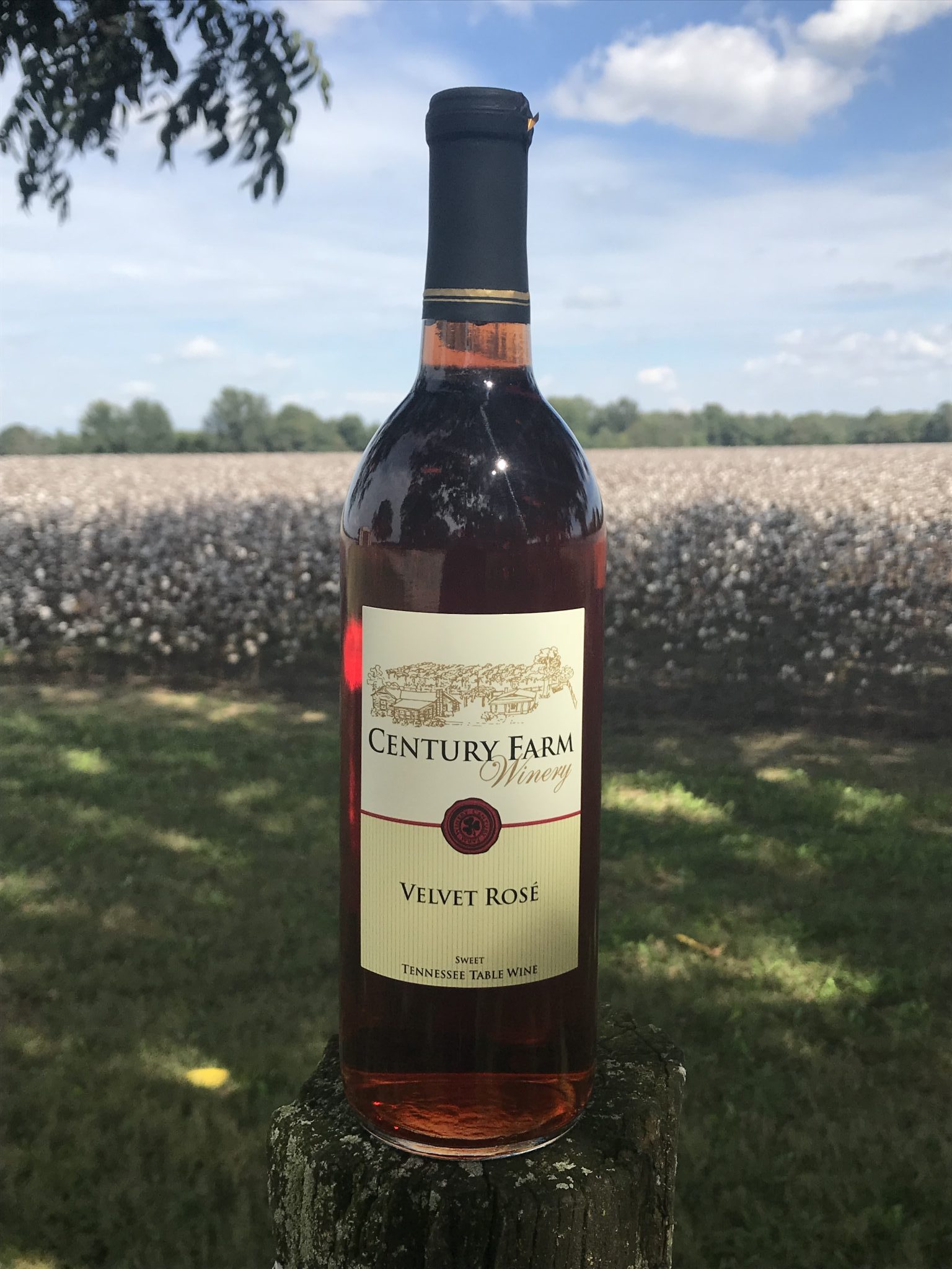 October 2018 Wine Of The Month