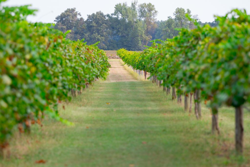 Century Farm Winery A Jackson TN Venue Century Farm Winery