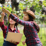 Harvest Celebration Festival